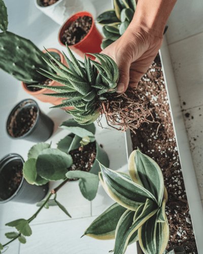 10 Best Plant Subscription Boxes of 2023