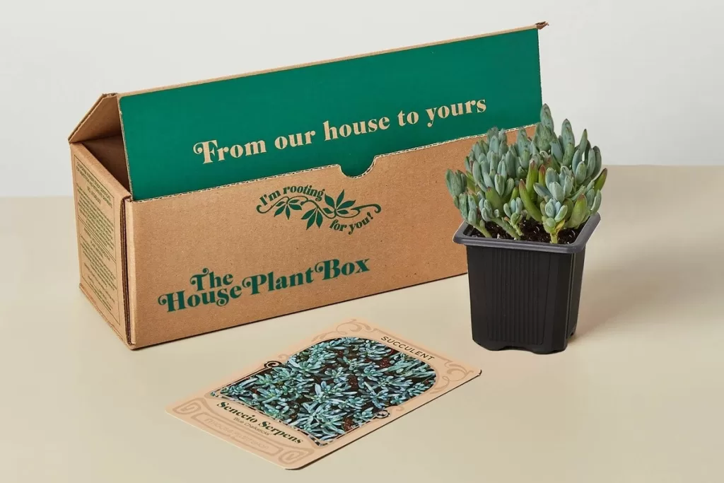 cheap plant subscription box