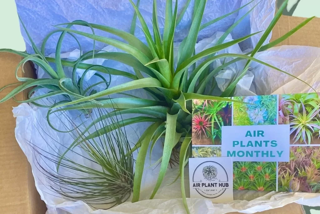 houseplant subscription box