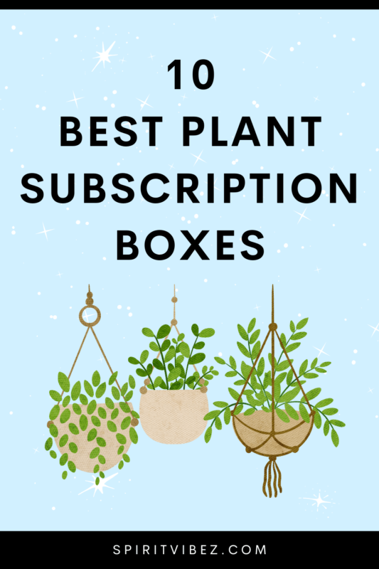 Unique cactus plants in subscription box